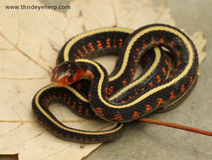 Oregon Red-spotted Garter Snake